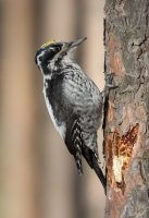Datlík tříprstý (Picoides tridactylus) – Vadim Davydov / Shutterstock