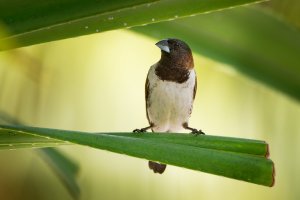 Stračka malá (Spermestes cucullata) – Martin Pelanek / Shutterstock