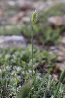 Žitňák hřebenitý (Agropyron pectinatum) – Vankich1 / Shutterstock