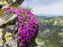 Silenka bezlodyžná (Silene acaulis) – gubernat / Shutterstock