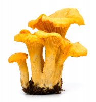 Liška obecná (Cantharellus cibarius) – EM Arts / Shutterstock