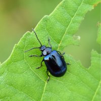 Bázlivec olšový (Agelastica alni) – HHelene / Shutterstock