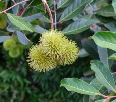 Nephelium lappaceum, dozrávající ovoce rambutan – Ketut Mahendri / Shutterstock