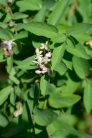 Zimolez černý (Lonicera nigra), květy – Iva Villi / Shutterstock