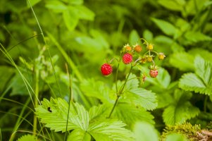 Jahodník obecný (Fragaria vesca) – gubernat / Shutterstock