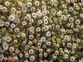 Heřmánek pravý (Matricaria chamomilla / Matricaria recutita) na letní louce – Sudip Jotshi / Shutterstock