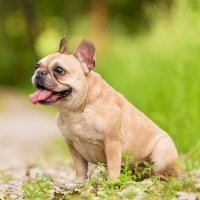 Francouzský buldoček – SasaStock / Shutterstock