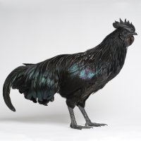 Cemanská slepice (Gallus gallus f. domestica "Ayam Cemani"), kohout – Varga Jozsef Zoltan / Shutterstock