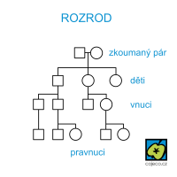 Rozrod, schéma (příklad 3 generací potomků) – CoJeCo.cz (CC BY SA 4.0)