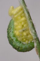 Lumčík žlutonohý (Apanteles glomeratus) – Victor Suarez Naranjo / Shutterstock