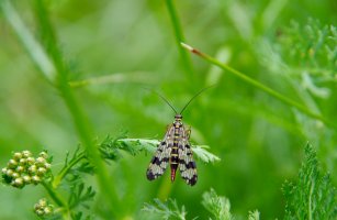Srpice obecná (Panorpa communis) – ludovikus / Shutterstock