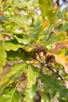 Dub cer (Quercus cerris), detail větvičky s listy a plody – simona pavan / Shutterstock