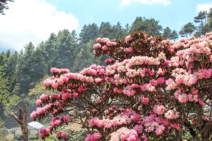 Pěnišník (Rhododendron protistum subsp. giganteum), podhůří Mount Everestu, Nepál – Bayhu19 / Shutterstock