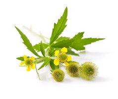 Kuklík městský (Geum urbanum) – Lopatin Anton / Shutterstock