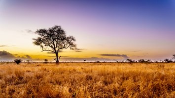 Savana – Harry Beugelink / Shutterstock