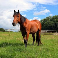 Kůň – Bianca Grueneberg / Shutterstock