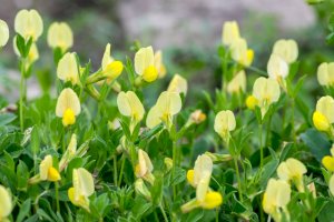 Ledenec přímořský (Tetragonolobus maritimus) – Iva Vagnerova / Shutterstock