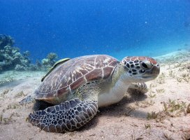 Kareta obrovská (Chelonia mydas) – Kristina Vackova / Shutterstock