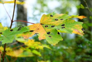 Svraštělka javorová (Rhytisma acerinum) tvoří skvrny na listu javoru – Popova Valeriya / Shutterstock