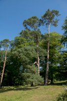 Borovice lesní (Pinus sylvestris) – Peter Turner Photography / Shutterstock