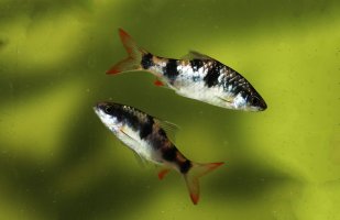 Parmička velkoskvrnná (Dawkinsia arulius) – Pavaphon Supanantananont / Shutterstock