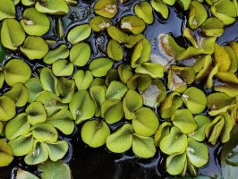 Vodní plovoucí kapradina nepukalka obtížná (Salvinia molesta) – AjayTvm / Shutterstock