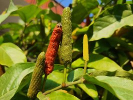 Pepřovník lékařský (Piper retrofractum) z řádu pepřovníkotvaré – Alwazir Abdusshomad / Shutterstock