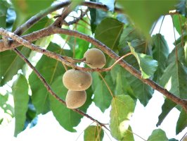 Tungovník molucký (Aleurites moluccanus), detail stromu s listy a plody – Putranusa / Shutterstock