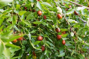 Cicimek čínský (Ziziphus jujuba) – airflash / Shutterstock
