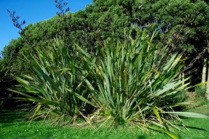 Lenovník novozélandský (Phormium tenax) – Profimedia.cz