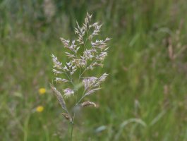 Kvetoucí trojštět žlutavý (Trisetum flavescens) – Eliza Berry / Shutterstock
