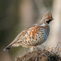 Jeřábek lesní (Tetrastes bonasia) – Peter Bino Wild Nature / Shutterstock