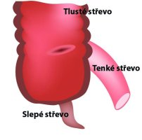 Slepé střevo, ilustrace – Timonina / Shutterstock