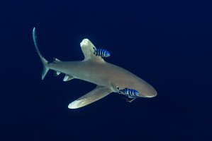 Lodivodi mořští (Naucrates ductor) doprovázející žraloka dlouhoploutvého, Egypt, Rudé moře – Subphoto.com / Shutterstock