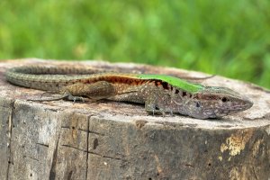 Amejva obecná (Ameiva ameiva) – Ryan M. Bolton / Shutterstock
