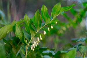 Kokořík mnohokvětý (Polygonatum multiflorum) – Ihor Hvozdetskyi / Shutterstock