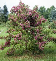 Weigelie růžová (Weigela florida) – Profimedia.cz