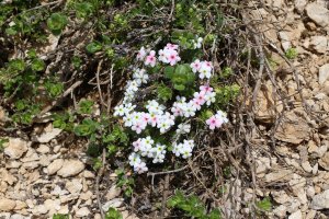 Pochybek huňatý (Androsace villosa) – Vankich1 / Shutterstock