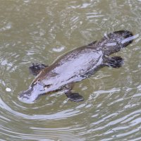 Ptakopysk podivný (Ornithorhynchus anatinus) – Frank Fichtmueller / Shutterstock