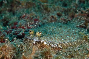 Kambala nenápadná (Bothus podas) – Ricardo Cordeiro / Shutterstock