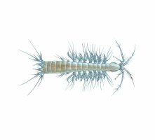 Bezkrunýřka slepá (Bathynella natans), realistická ilustrace – Ekaterina Gerasimchuk / Shutterstock