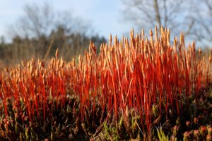 Ploník chluponosný (Polytrichum piliferum) – Marlinde / Shutterstock