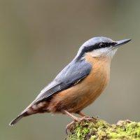 Brhlík lesní (Sitta europaea) – Mark Medcalf / Shutterstock