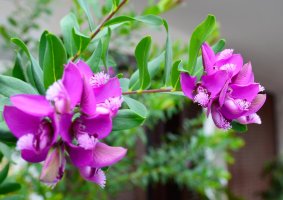 Kvetoucí vítod myrtolistý (Polygala myrtifolia) – svf74 / Shutterstock