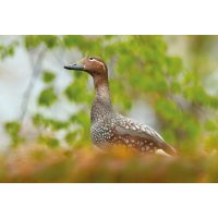 Kachyně (Tachyeres patachonicus) – Ondrej Prosicky / Shutterstock