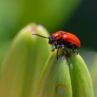 Chřestovníček liliový (Crioceris lilioceris) – Jean Landry / Shutterstock