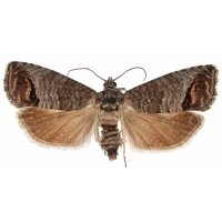 Obaleč jablečný (Cydia pomonella) – Tomasz Klejdysz / Shutterstock