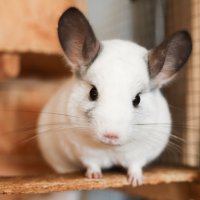 Činčila se zbarvením srsti Wilson white – Patrycja Skworc / Shutterstock