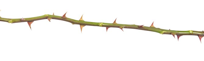 Trny na větvičce růže (Rosa) – Anton-Burakov / Shutterstock