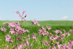 Kohoutek luční – Malivan_Iuliia / Shutterstock